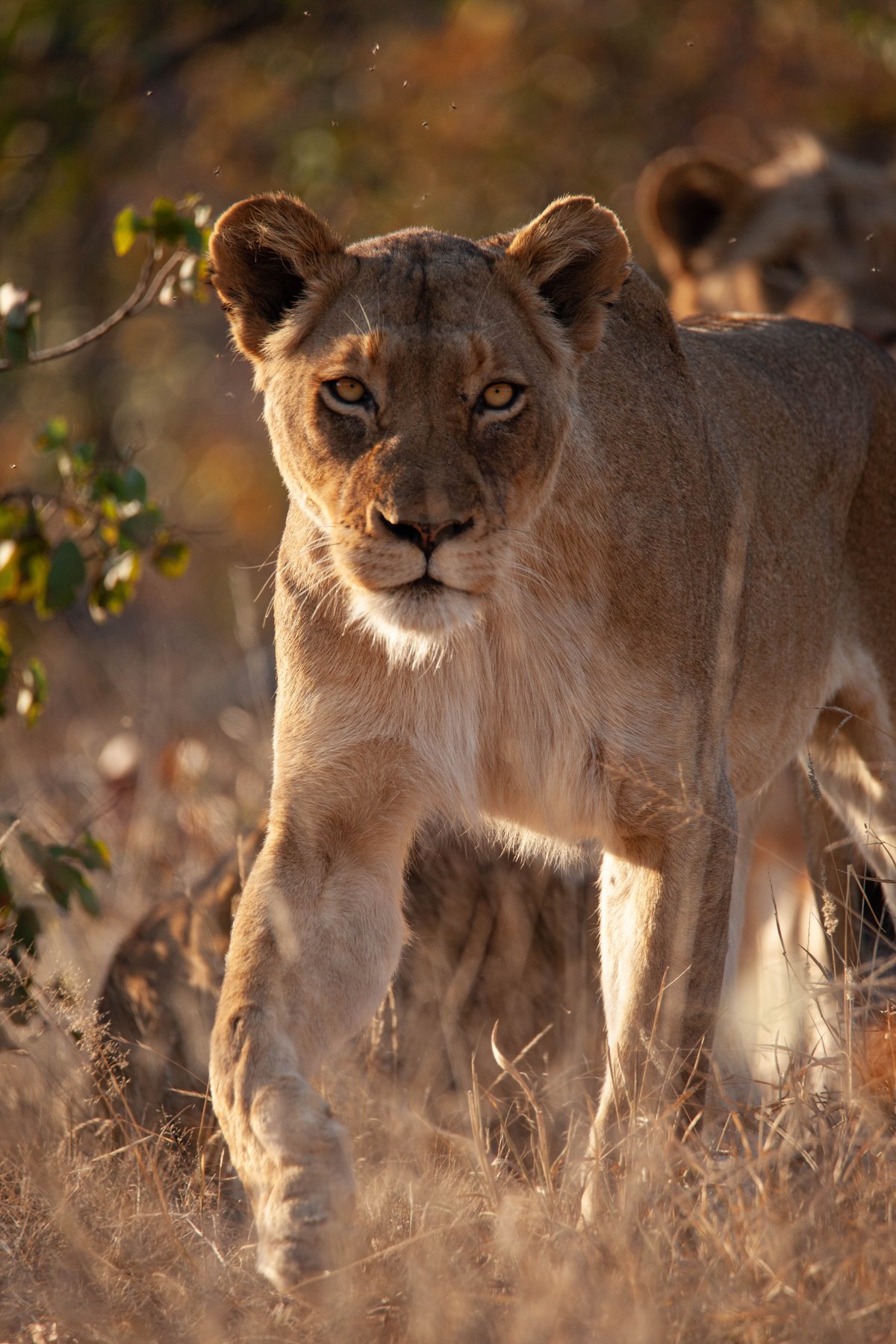 Lioness in Klaserie Private Nature Reserve